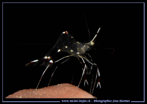 Little Shrimp... :O)... by Michel Lonfat 